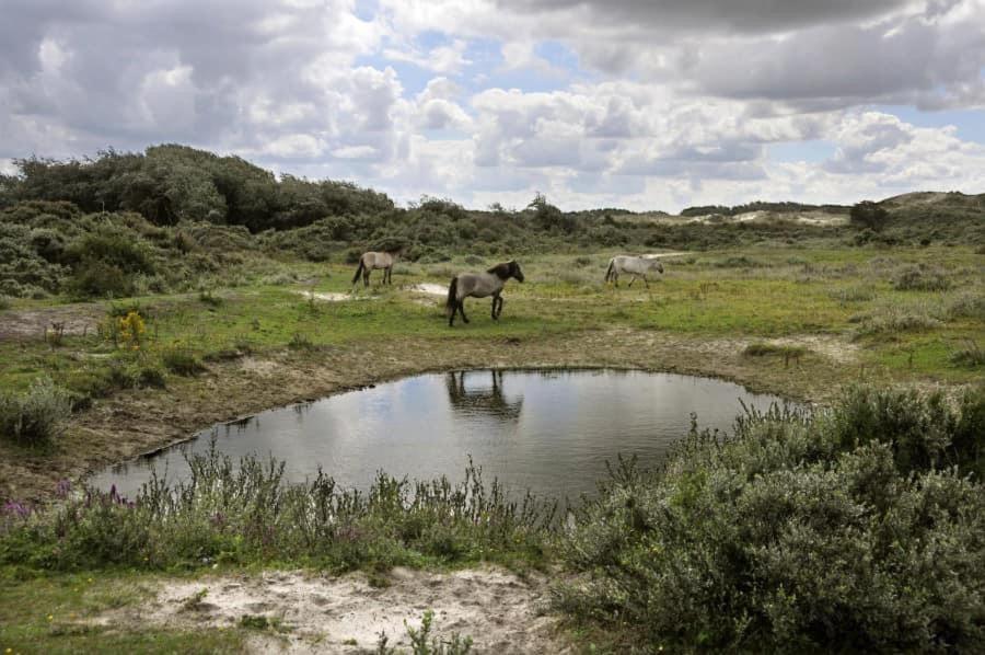 Vakantiehuisje De Panne Vlak Aan Plopsaland En De Zee Exterior photo